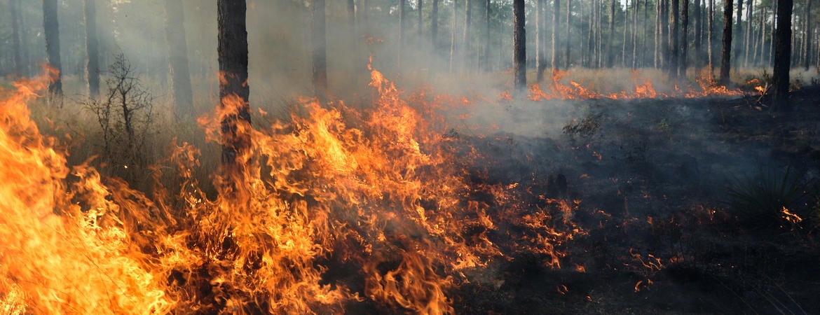 wildfire