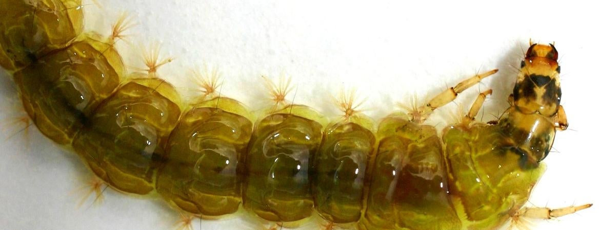 Rhyacophila