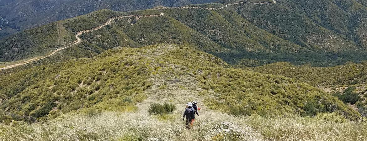 UCR undergraduates sampling chaparral post-fire recovery in the Angeles National Forest Powerhouse Fire burn scar in the summer of 2019.