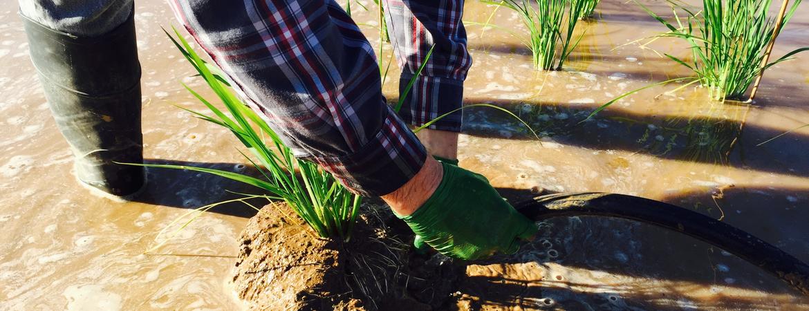 flooded rice