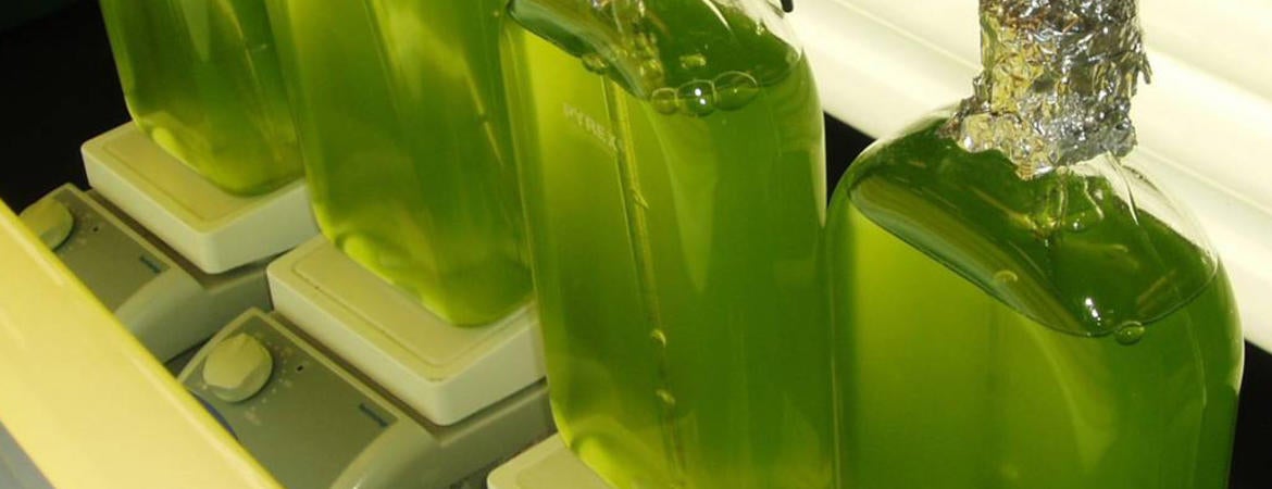 Green algae growing in flasks in a laboratory.