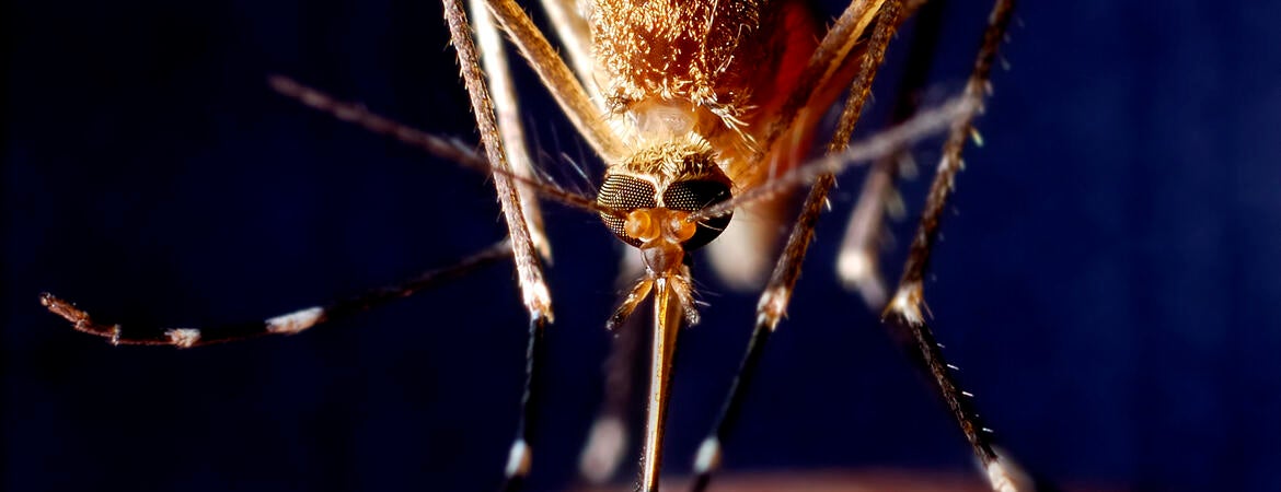 mosquito feeding on finger