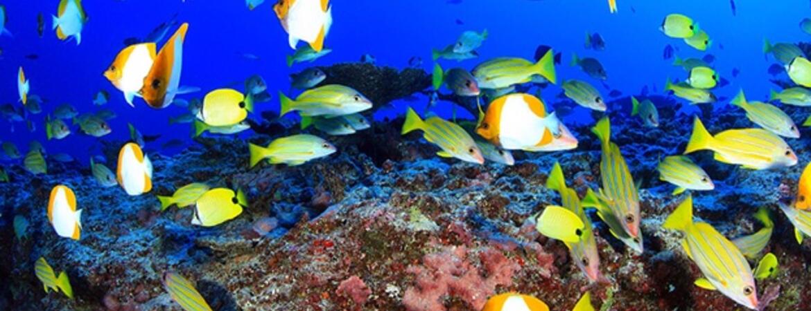 deep reef fishes