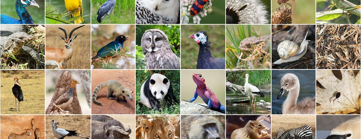 animal collage