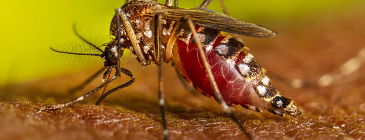 Aedes aegyptii