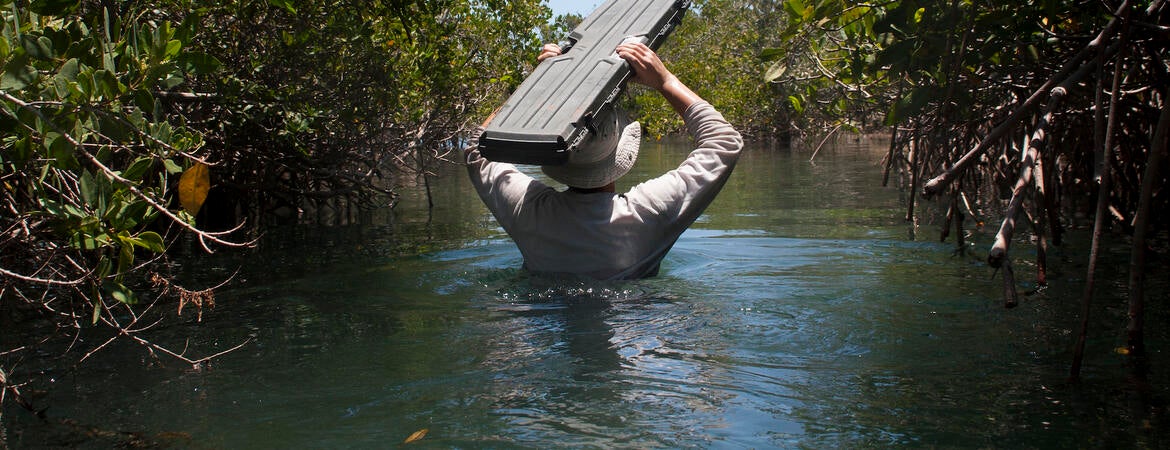 Researcher entering mangrove forest