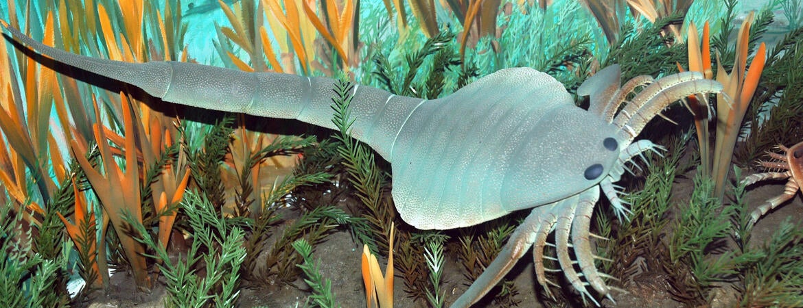 eurypterid