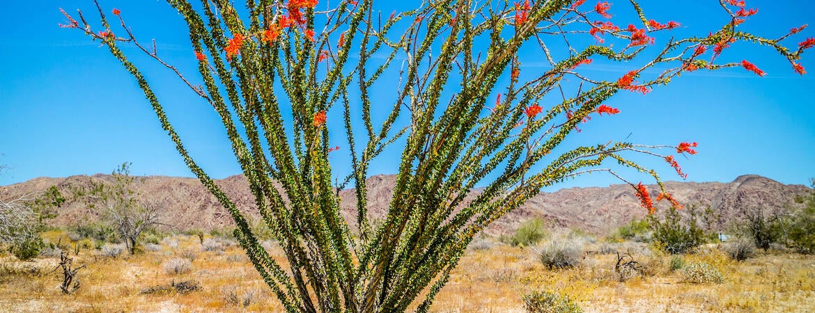 Ocotillo plant