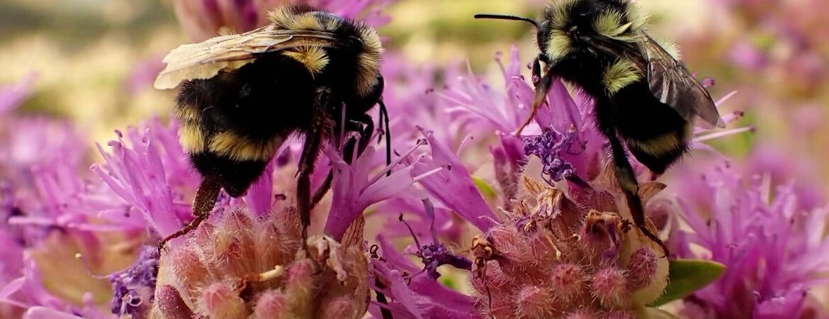 bumbles on a flower