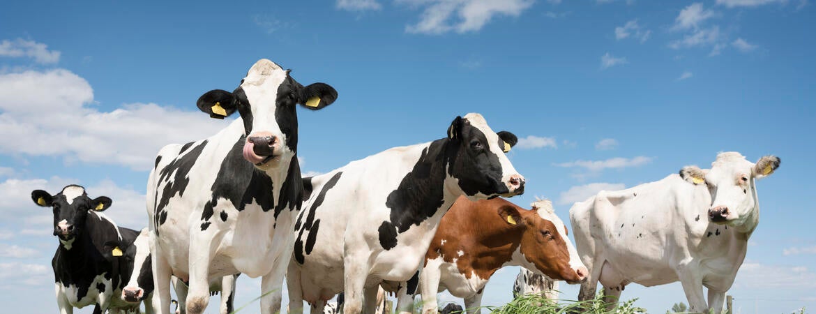 cows in a field