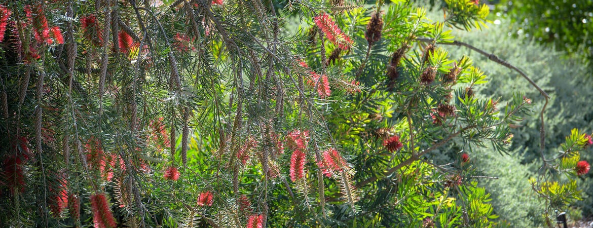 bottlebrush tree at UCRBG