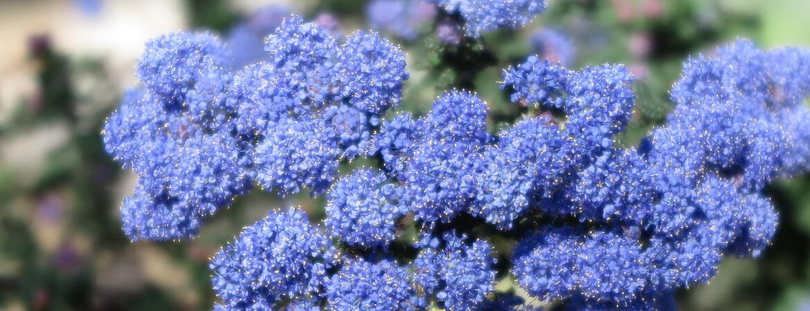 Ceanothus, also known as California lilac