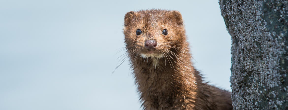 Mink
