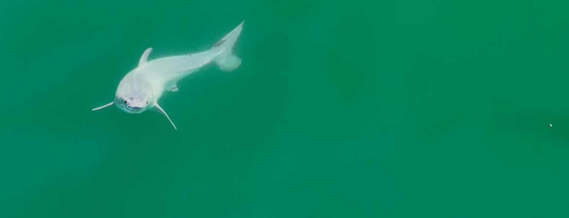 newborn white shark