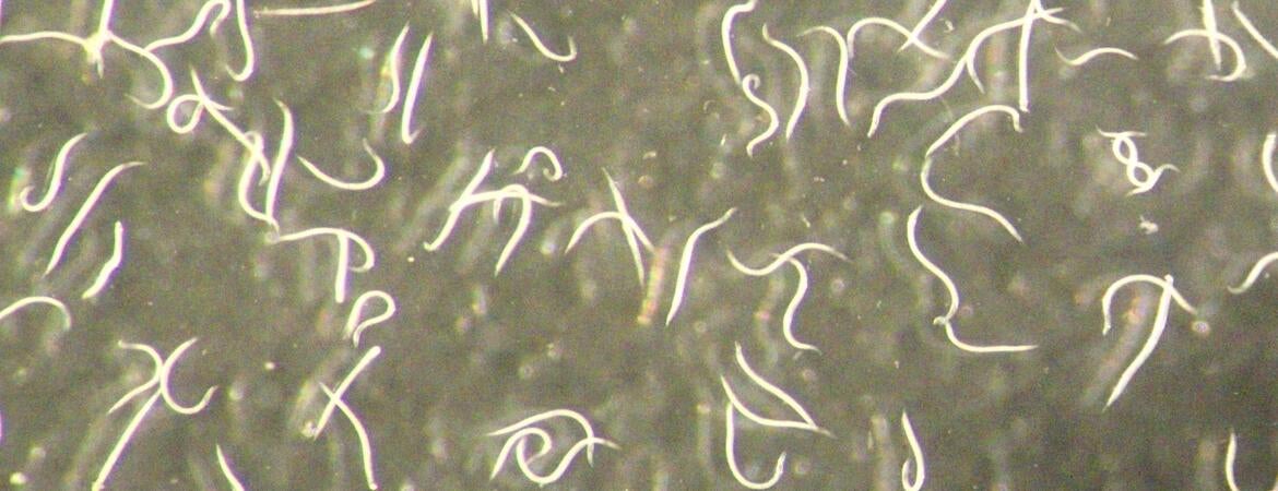 microscope image of new nematode species