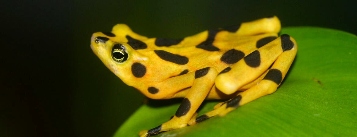 endangered golden frog