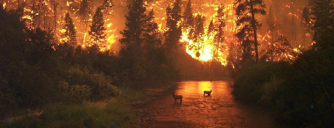 animal silhouette against forest fire
