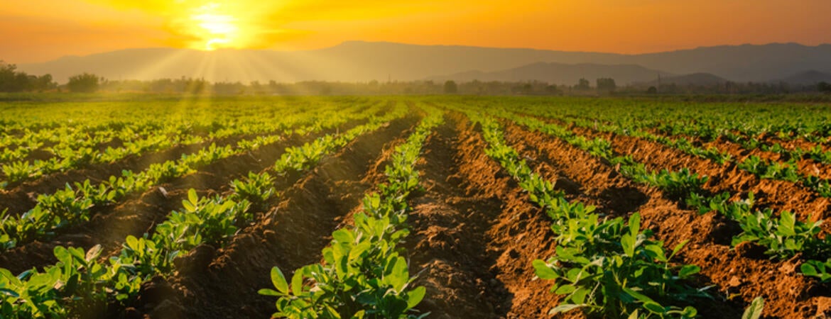 crops in sun