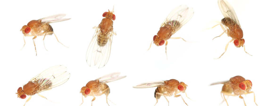 fruit flies