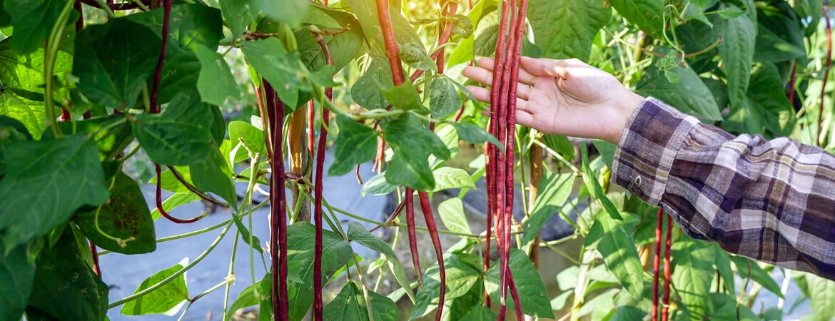 purple long beans growing