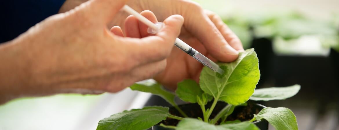 scientist injecting plant