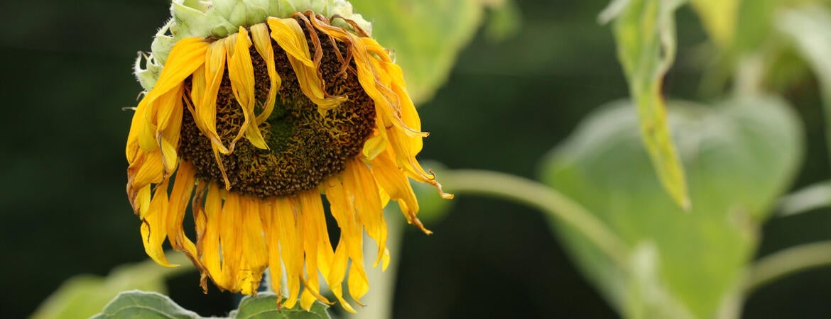 wilted sunflower