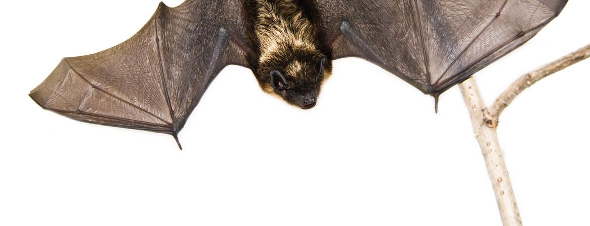 bat