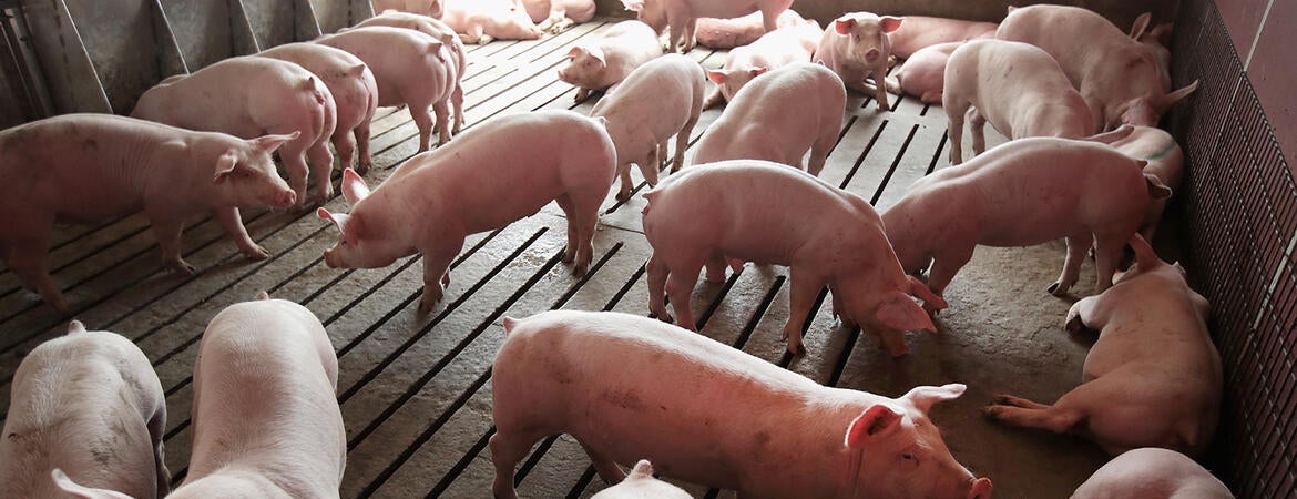 hog farming