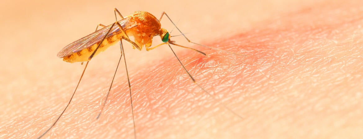 Anopheles mosquito