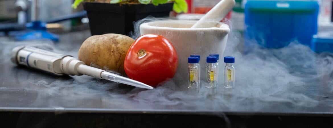 potato and tomato in a laboratory