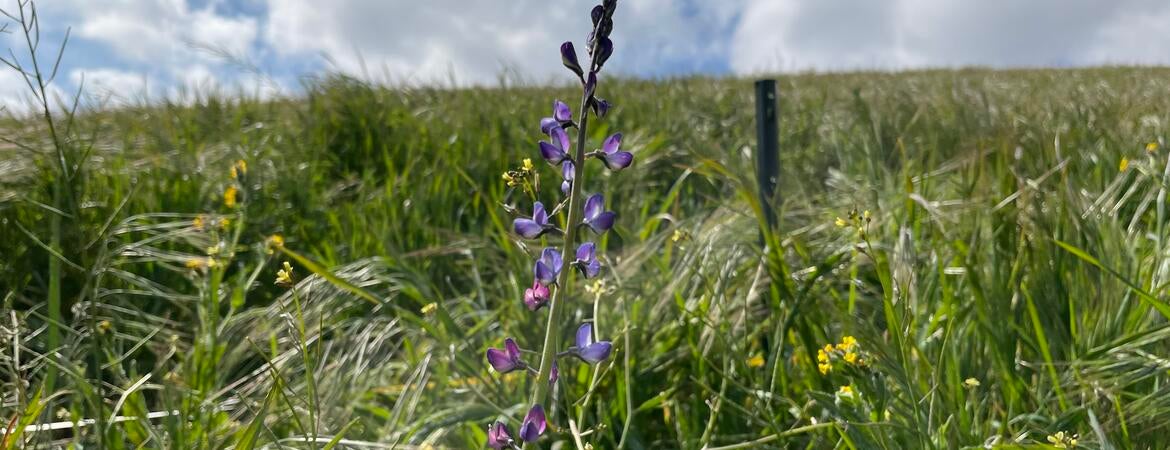 struggling wildflower