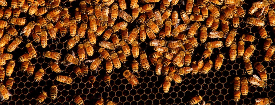 Bees in a hive