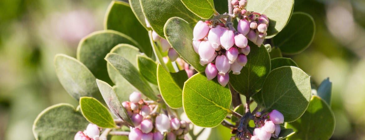 manzanita flowers