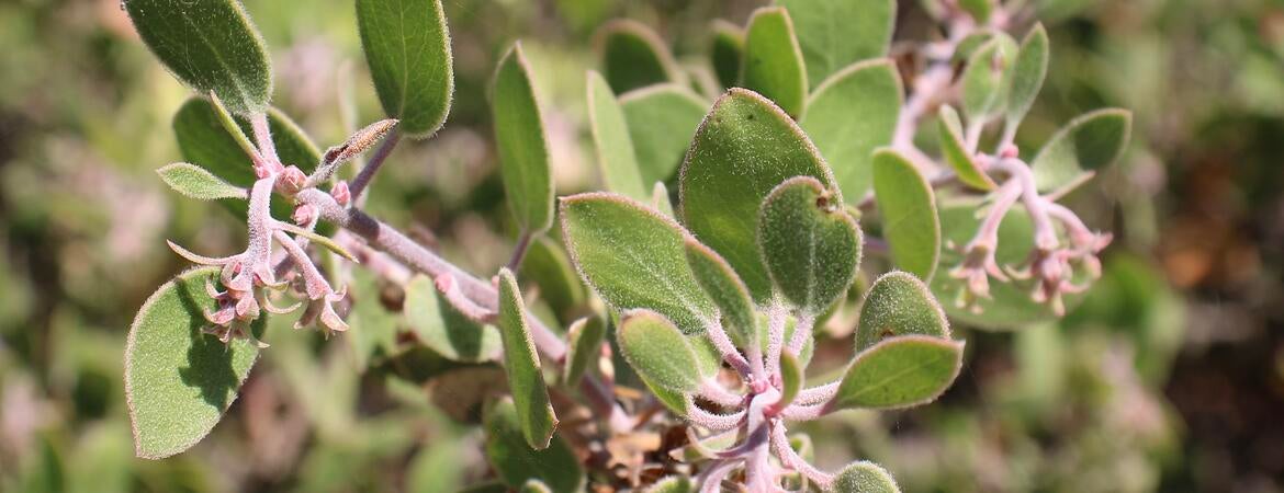 manzanita flowers closeup
