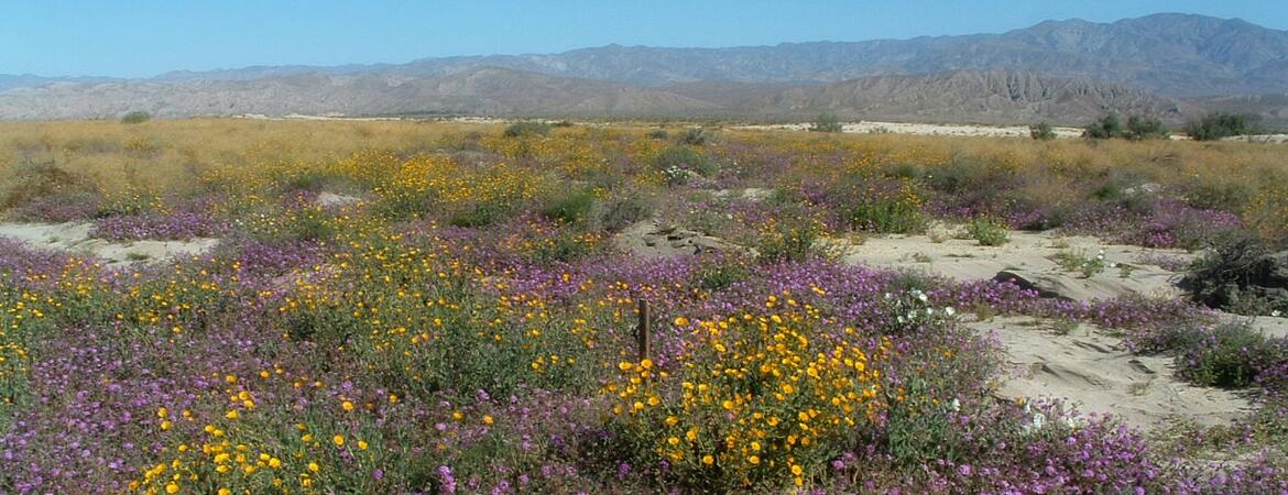 Desert flowers