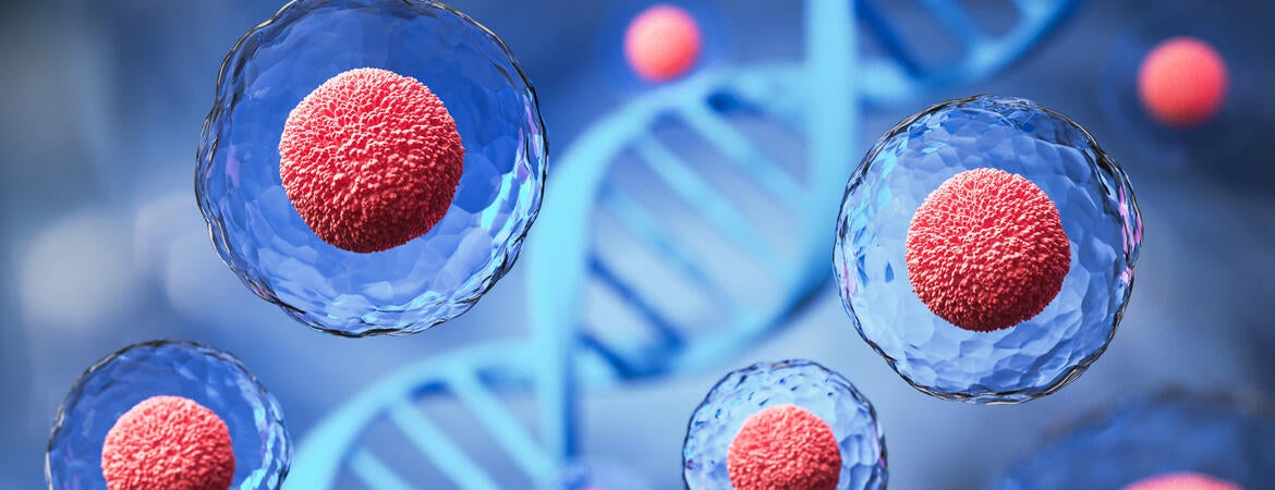 Stem cells
