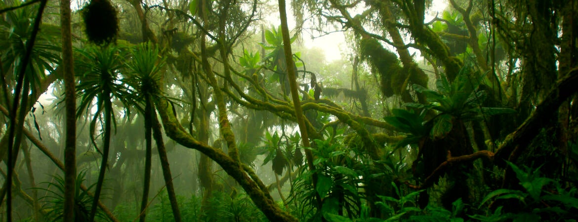 tropical forest