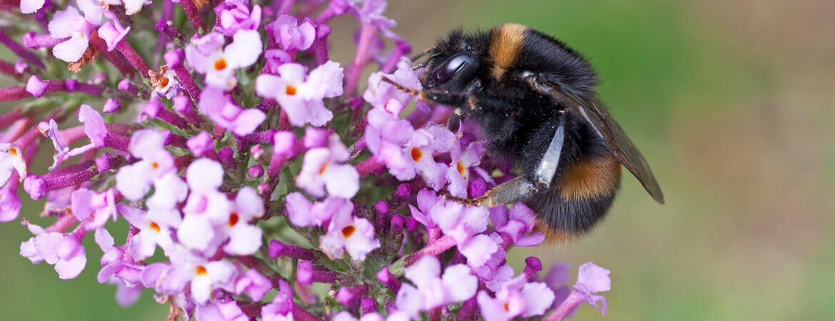 Bumble bee queen