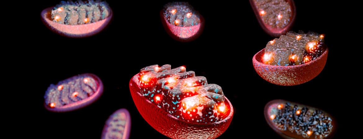 mitochondria