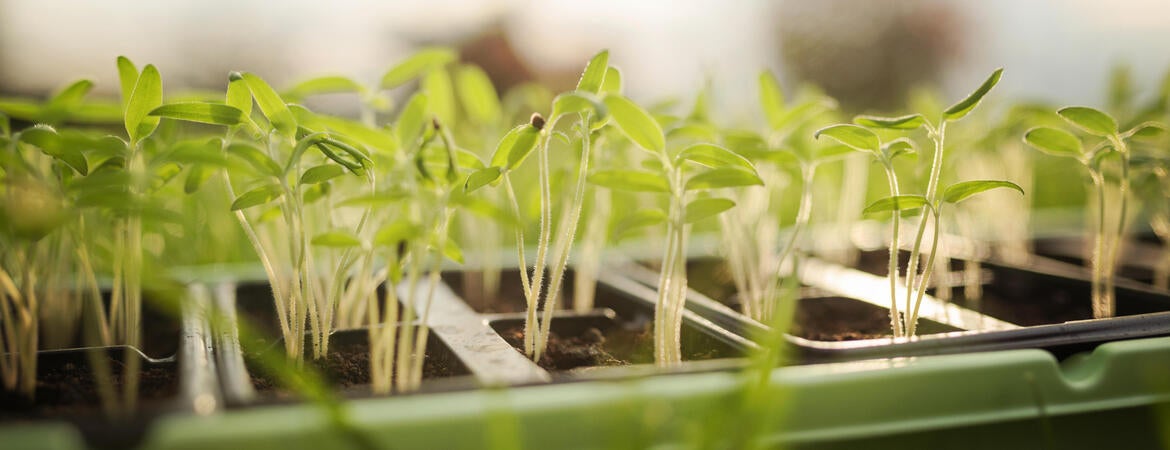 Plants in a laboratory