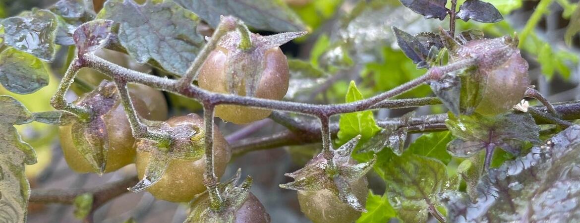 De-evolved Galápagos tomatoes