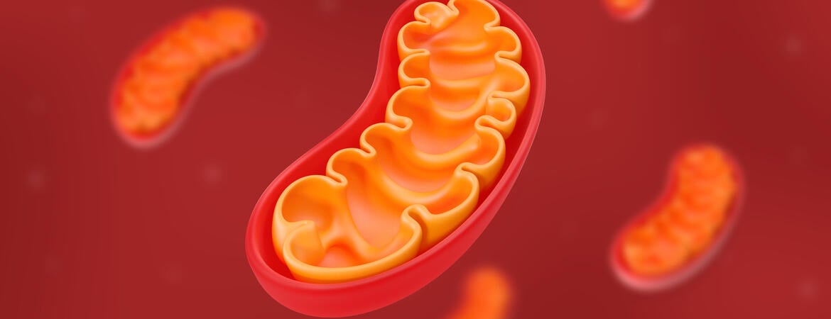 Mitochondria