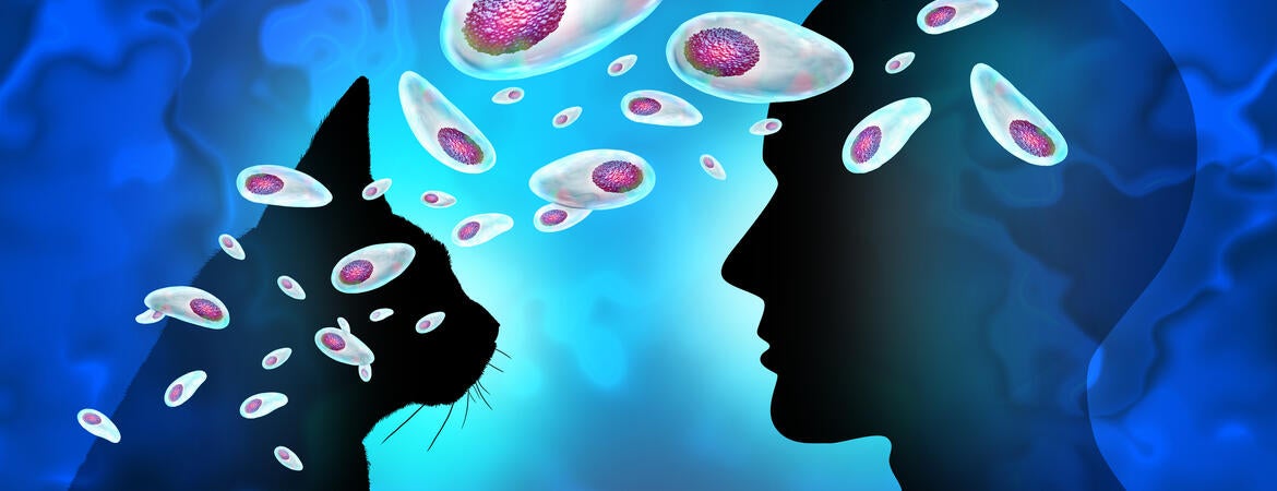 Toxoplasma gondii