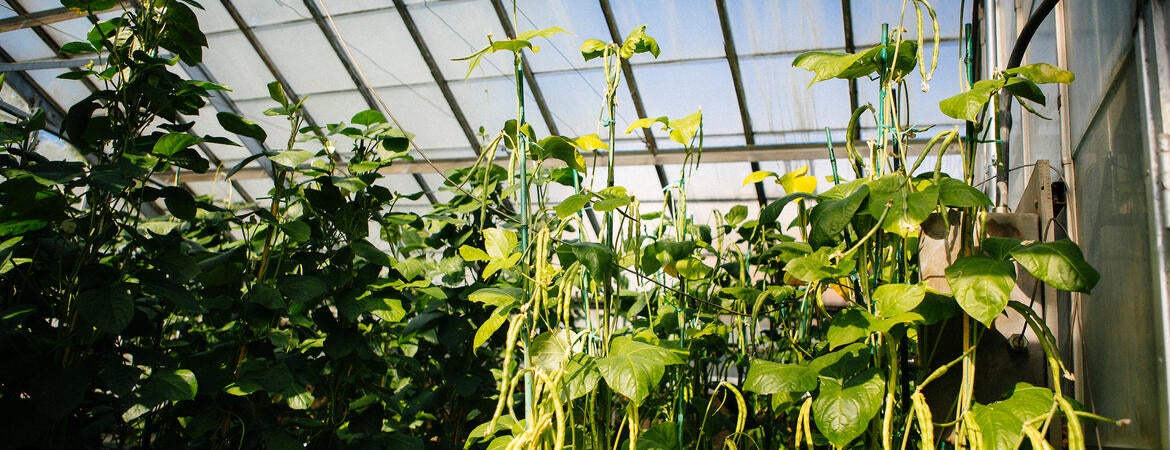 greenhouse plants