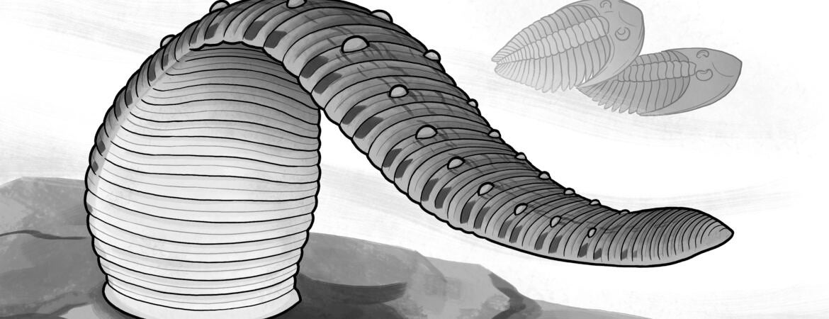 leech reconstruction