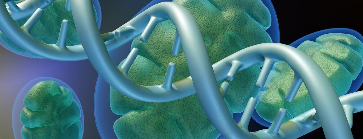 A 3d rendering of a mitochondrion and DNA helix