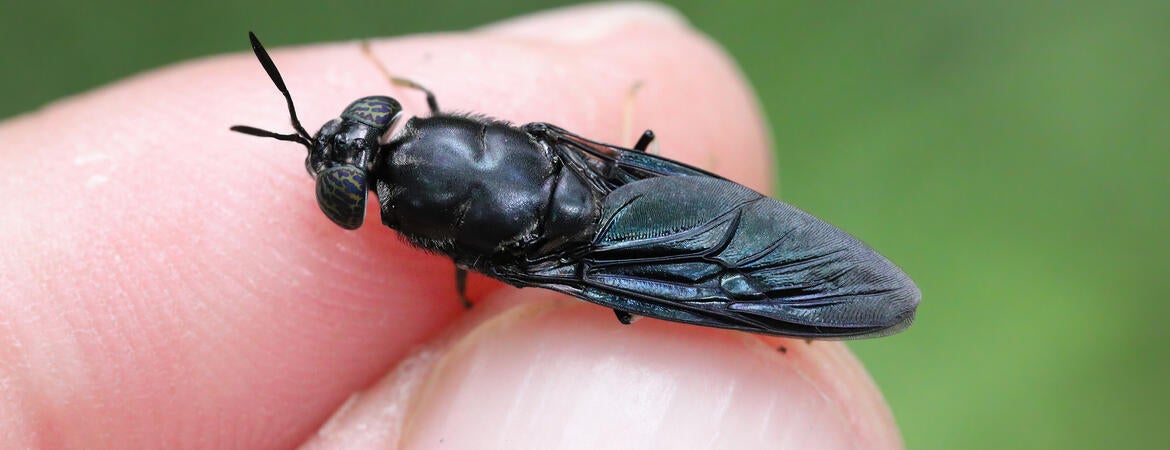 Black soldier fly