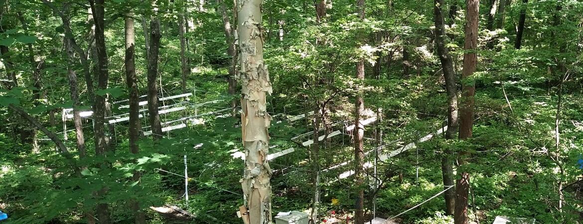 Chinese forest research site