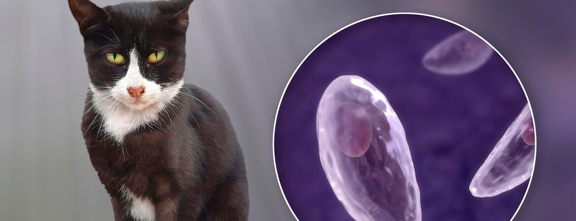 Cat and Toxoplasma gondii