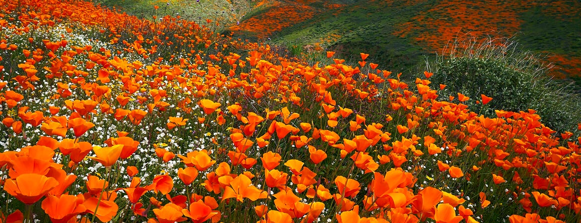 poppies blooming in Lake Elsinore